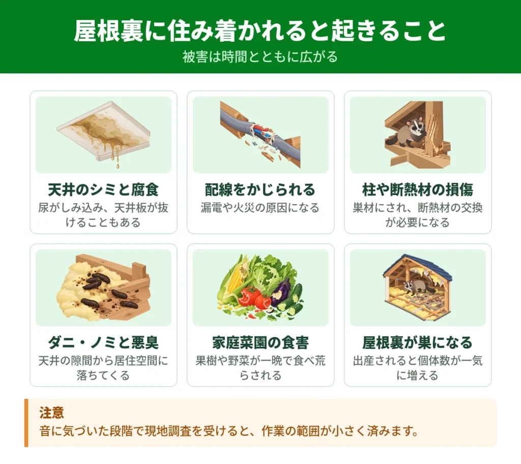 ハクビシンが屋根裏に住み着いたときに起きる被害