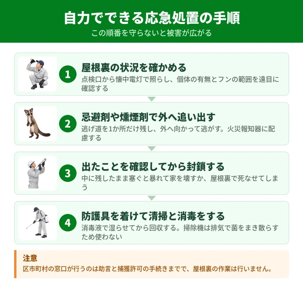 屋根裏にハクビシンがいたときの応急処置の手順