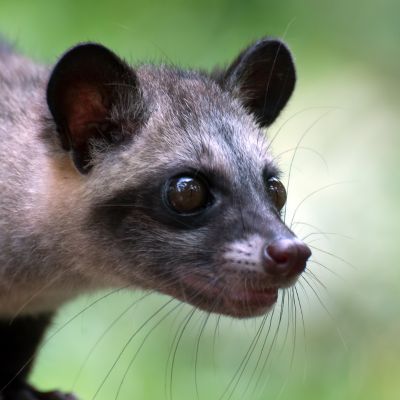 ハクビシン駆除
