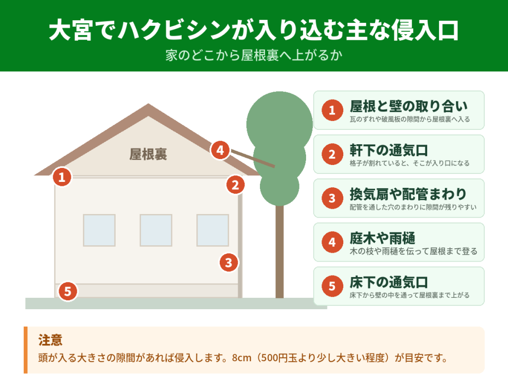 大宮でハクビシンが家に入り込む主な侵入口