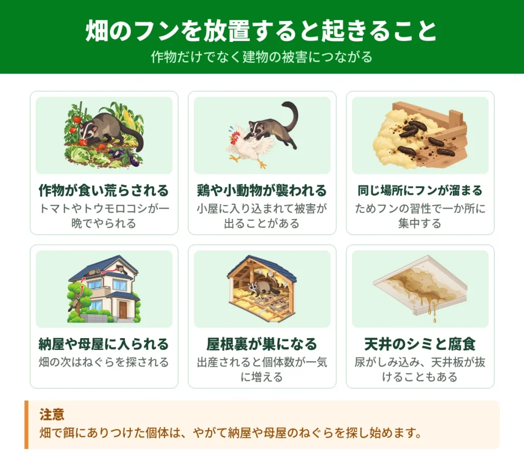 畑のハクビシンのフンを放置したときに起きる被害