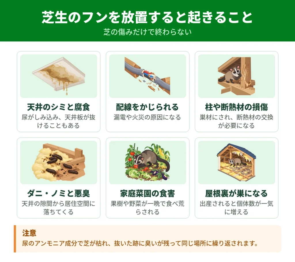 芝生にハクビシンのフンを放置したときに起きること