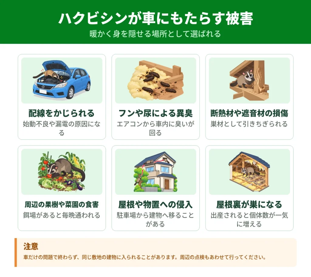 ハクビシンによる車とその周辺の被害