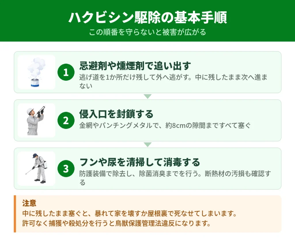 ハクビシン駆除の基本となる3つの手順