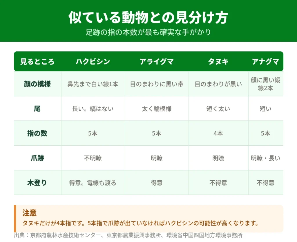 ハクビシンとアライグマ・タヌキ・アナグマの見分け方の比較表