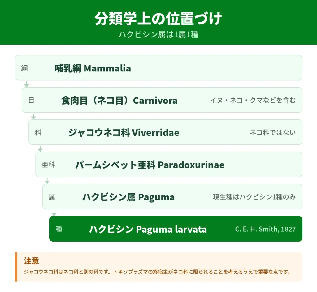 ハクビシンの分類学上の位置づけを示した階層図