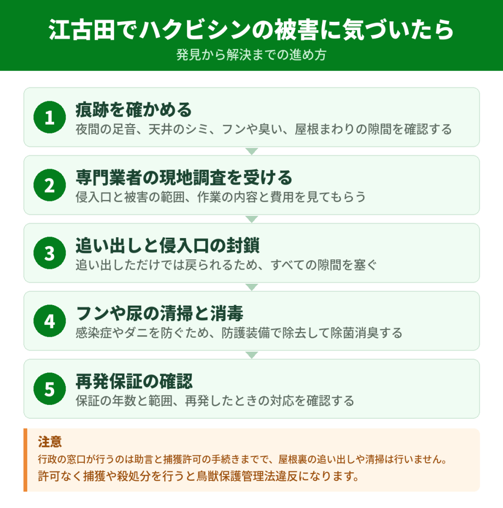 江古田でハクビシンの被害に気づいてから解決するまでの流れ