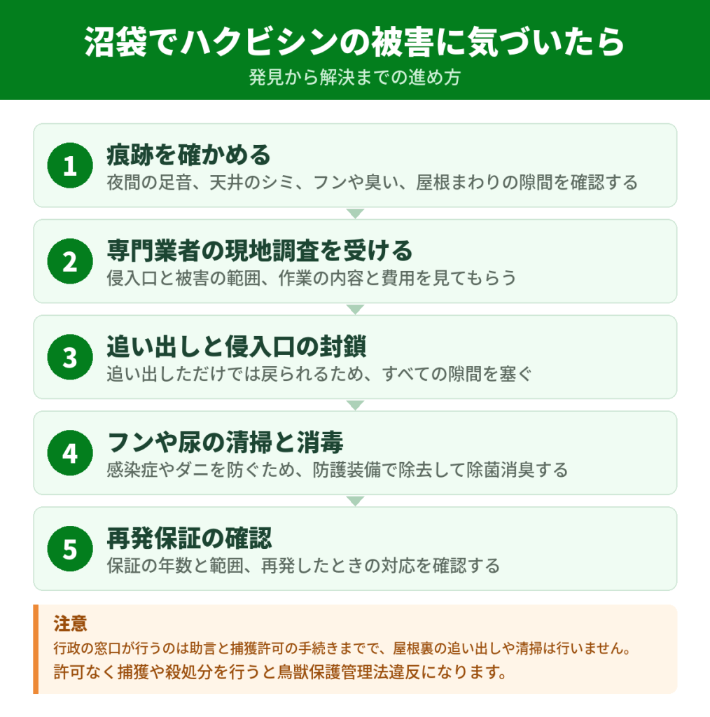 沼袋でハクビシンの被害に気づいてから解決するまでの流れ